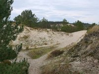 NL, Noord-Holland, Bergen, Schoorlse Duinen 1, Saxifraga-Tom Heijnen