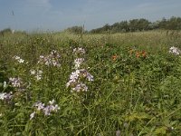 NL, Noord-Holland, Castricum, Noordhollands duinreservaat 1, Saxifraga-Willem van Kruijsbergen