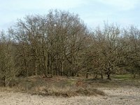 NL, Noord-Holland, Castricum, Noordhollands duinreservaat 2, Saxifraga-Willem van Kruijsbergen