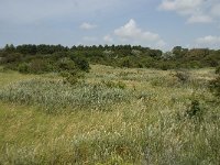 NL, Noord-Holland, Castricum, Noordhollands duinreservaat 9, Saxifraga-Willem van Kruijsbergen