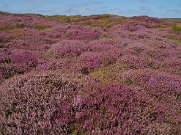 NL, Noord-Holland, Texel, Bollekamer 1, Foto Fitis-Sytske Dijksen