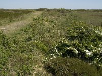 NL, Noord-Holland, Texel, Bollekamer 24, Saxifraga-Jan van der Straaten