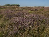 NL, Noord-Holland, Texel, De Bollekamer 28, Saxifraga-Jan van der Straaten