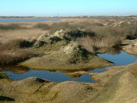 NL, Noord-Holland, Texel, De Hors 15, Saxifraga-Piet Munsterman