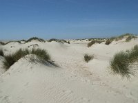 NL, Noord-Holland, Texel, De Hors 33, Saxifraga-Willem van Kruijsbergen