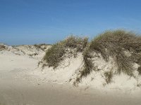 NL, Noord-Holland, Texel, De Hors 48, Saxifraga-Willem van Kruijsbergen