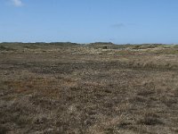 NL, Noord-Holland, Texel, De Muy 11, Saxifraga-Willem van Kruijsbergen