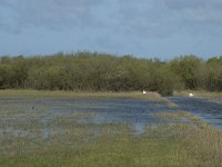 NL, Noord-Holland, Texel, De Muy 16, Saxifraga-Willem van Kruijsbergen