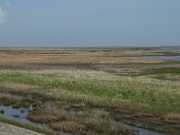 NL, Noord-Holland, Texel, De Schorren 1, Saxifraga-Willem van Kruijsbergen