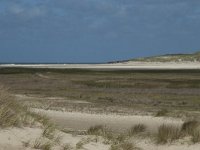 NL, Noord-Holland, Texel, De Slufter 41, Saxifraga-Willem van Kruijsbergen