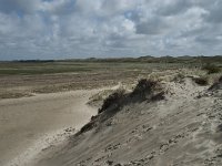 NL, Noord-Holland, Texel, De Slufter 47, Saxifraga-Willem van Kruijsbergen