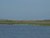 NL, Noord-Holland, Texel, Groote Vlak 4, Saxifraga-Willem van Kruijsbergen