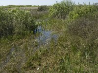 NL, Noord-Holland, Texel, Horsduinen 6, Saxifraga-Jan van der Straaten