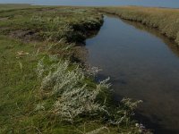 NL, Noord-Holland, Texel, Slufter 43, Saxifraga-Jan van der Straaten