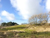 NL, Noord-Holland, Zandvoort, Amsterdamse Waterleidingduinen  1, Saxifraga-Bart Vastenhouw