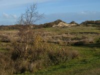 NL, Zeeland, Schouwen-Duiveland, Het Zeepe 15, Saxifraga-Jan van der Straaten