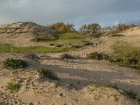 NL, Zeeland, Schouwen-Duiveland, Het Zeepe 25, Saxifraga-Jan van der Straaten