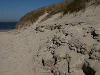 NL, Zeeland, Schouwen-Duiveland, Verklikkerduinen 1, Saxifraga-Jan van der Straaten