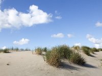 Beach grass growing on sandy North Sea dune, in background blue sky with fluffy white clouds  Ammophila arenaria; also named European Marram Grass : Beach grass, blue sky, Burgh-Haamstede, coast, dune, dunes, fluffy, grass, grasses European Marram Grass, growth, Holland, Netherlands, North Sea, sand, sandy, shore, summer, summertime, Westenschouwen, white cloud, white clouds, Zeeland