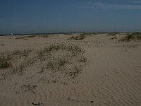 NL, Zuid-Holland, Goeree-Overflakkee, Kwade Hoek 16, Saxifraga-Jan van der Straaten