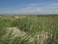 NL, Zuid-Holland, Goeree-Overflakkee, Kwade Hoek 27, Saxifraga-Willem van Kruijsbergen