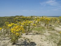 NL, Zuid-Holland, Goeree-Overflakkee, Kwade Hoek 46, Saxifraga-Willem van Kruijsbergen