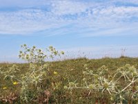 NL, Zuid-Holland, Goeree-Overflakkee, Westduinen 4, Saxifraga-Hans Dekker