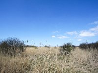 NL, Zuid-Holland, Oostvoorne, Groene Strand 2, Saxifraga-Bart Vastenhouw