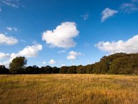 NL, Zuid-Holland, Wassenaar, Vallei Meijendel  1, Saxifraga-Bart Vastenhouw