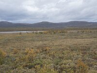 N, Innlandet, Dovre, Fokstumyra 151, Saxifraga-Willem van Kruijsbergen