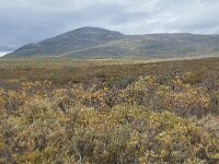 N, Innlandet, Dovre, Fokstumyra 159, Saxifraga-Annemiek Bouwman