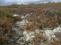 N, Innlandet, Dovre, Fokstumyra 162, Saxifraga-Annemiek Bouwman
