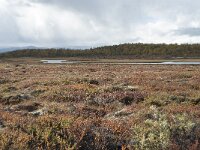 N, Innlandet, Dovre, Fokstumyra 178, Saxifraga-Annemiek Bouwman