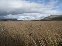 N, Innlandet, Dovre, Fokstumyra 187, Saxifraga-Annemiek Bouwman