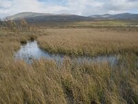 N, Innlandet, Dovre, Fokstumyra 189, Saxifraga-Annemiek Bouwman