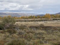 N, Innlandet, Dovre, Fokstumyra 49, Saxifraga-Willem van Kruijsbergen