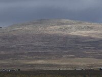 N, Innlandet, Dovre, Fokstumyra 85, Saxifraga-Willem van Kruijsbergen