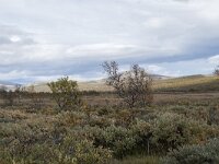 N, Innlandet, Dovre, Fokstumyra 88, Saxifraga-Willem van Kruijsbergen