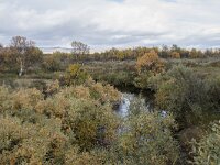 N, Innlandet, Dovre, Fokstumyra 90, Saxifraga-Willem van Kruijsbergen