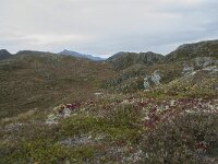 N, More og Romsdal, Molde, Tusenarsvarden 46, Saxifraga-Annemiek Bouwman