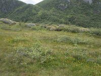 N, Nordland, Vagan, Djeveldalen 5, Saxifraga-Willem van Kruijsbergen