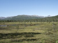 N, Troms, Senja, Anderdalen Nat Park 13, Saxifraga-Willem van Kruijsbergen