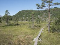 N, Troms, Senja, Anderdalen Nat Park 15, Saxifraga-Willem van Kruijsbergen
