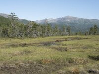 N, Troms, Senja, Anderdalen Nat Park 19, Saxifraga-Willem van Kruijsbergen