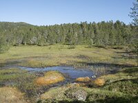 N, Troms, Senja, Anderdalen Nat Park 38, Saxifraga-Willem van Kruijsbergen