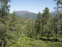 N, Troms, Senja, Anderdalen Nat Park 4, Saxifraga-Willem van Kruijsbergen