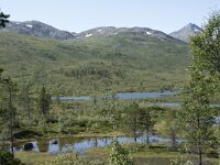 N, Troms, Senja, Anderdalen Nat Park 52, Saxifraga-Willem van Kruijsbergen