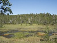 N, Troms, Senja, Anderdalen Nat Park 59, Saxifraga-Willem van Kruijsbergen