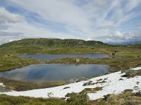 N, Sogn og Fjordane, Sogndal, Fagreggi 5, Saxifraga-Willem van Kruijsbergen