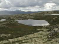 N, Innlandet, Sel, Holtjonnpiggen 3, Saxifraga-Willem van Kruijsbergen